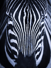 Zebra face close up, high res photo