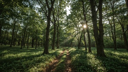 Fototapeta premium Sunlight streams through a dense woodland path.