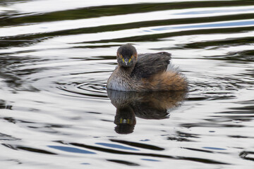 An Australasian Grebe swimming in a lake
