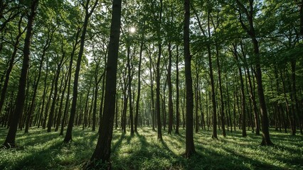 Sunlight filtering through a dense forest canopy.
