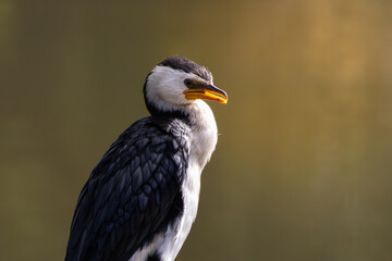Portrait of a Little Pied Cormorant