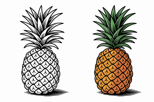 Two pineapple illustrations, one in black and white and the other in color, both with detailed textures and shadows.