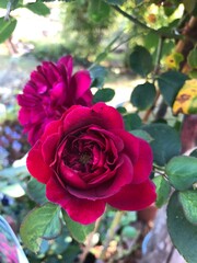 Fuchsia Roses in Bloom on Hornby Island, British Columbia