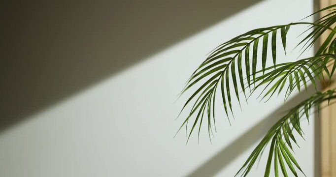 Soft sunlight through wooden windows, shadows, green leaves and texture of white walls.