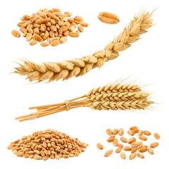 Assortment of Wheat Grains and Stalks Showcasing Harvested Food and Agriculture