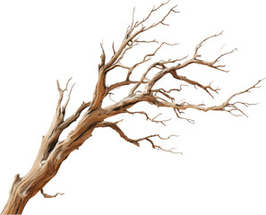 Fototapeta premium Gnarly weathered dead tree branches with intricate texture isolated on transparent background