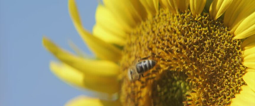 Helianthus annuus plant flower and bee 4K scope video
