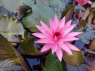 A vibrant pink water lily (Nymphaea pubescens) in full bloom, floating amidst large green and brown...
