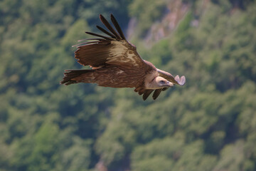Griffon vulture, bald eagle  Uvac nature reserve, Serbia, impressive bird photographed in flight...