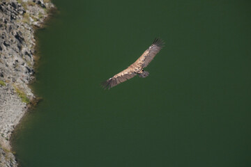 Griffon vulture, bald eagle  Uvac nature reserve, Serbia, impressive bird photographed in flight...