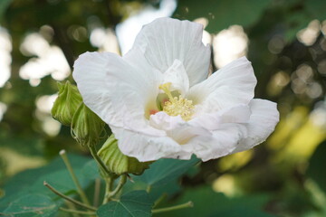純白の美しい芙蓉の花が大輪で咲き誇るクローズアップ。幾重にも重なる繊細な花びらが優雅に広がり、中心には鮮やかな黄色の雄しべと雌しべが顔を覗かせています。自然光が柔らかく花全体を包み込み、その清らかさと生命力を際立たせています。背景は緑の葉がぼんやりと広がり、花の美しさを一層引き立てる構図です。夏の終わりから秋にかけて、一日限りで咲く可憐な芙蓉の、儚くも力強い美しさを捉えた一枚です。