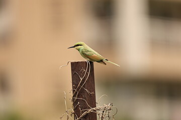 Green Bee eater