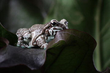 The Amazon milk frog (Trachycephalus resinifictrix) closeup on green leaves, Panda bear tree frog...