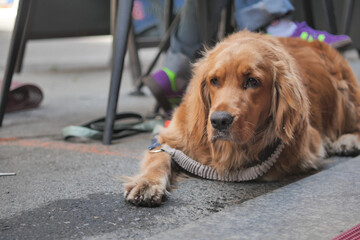 Golden retriever resting on the sidewalk during a sunny day