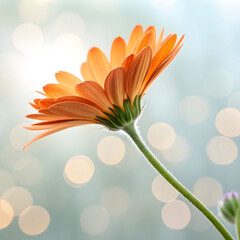 High-resolution image of a single orange flower in full bloom, with detailed petals and a clean, soft background, creating a fresh and vibrant look.