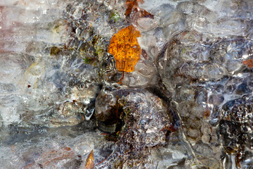 Amber leaf in an ice formation in Bolton Notch, Connecticut.