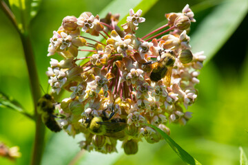 Multiple bumble bees on a milkweed flower in Vernon, Connecticut.