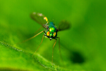 Closeup of a long legged fly on a milkweed leaf.
