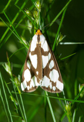 Leconte's haploa moth on a rush plant in Vernon, Connecticut.