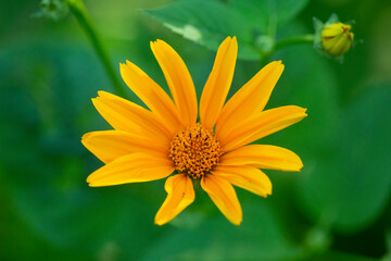 Closeup of the orange petals of a false sunflower, Connecticut.