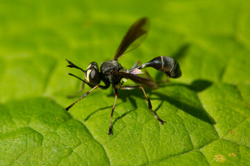 Closeup of a wasp mimic, the thick-headed fly, Connecticut.
