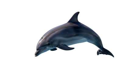 Dolphin swimming ocean marine wildlife aquatic mammal underwater sea animal nature conservation marine life isolated on transparent background