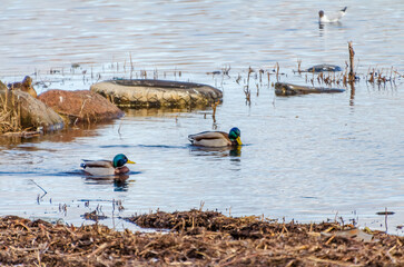 Ducks swim calmly in shallow pond water among dry yellow reeds. Ducks swim in calm rural pond,...