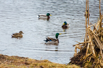 Ducks swim calmly in shallow pond water among dry yellow reeds. Ducks swim in calm rural pond,...