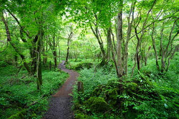 fine spring path through mossy rocks and old trees