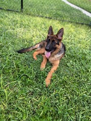 German Shepherd Puppy