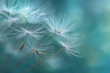 Delicate white dandelion seeds floating on teal background