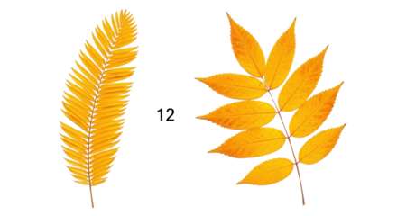 Two golden autumn leaves showcase the season's vibrant colors against a stark black backdrop, ideal for fall themed designs, transparent background