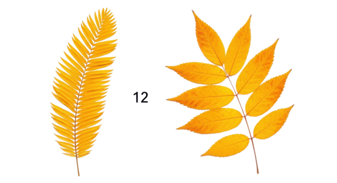 Two golden autumn leaves showcase the season's vibrant colors against a stark black backdrop, ideal for fall themed designs, transparent background