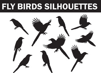 Obraz premium Diverse black silhouettes of long-tailed birds in various dynamic flying and perching poses, ideal for nature, wildlife, and avian themed designs