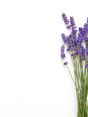 Naklejka premium A bunch of fresh lavender flowers with green stems on a white background