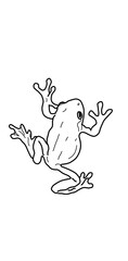 vector illustration of a frog