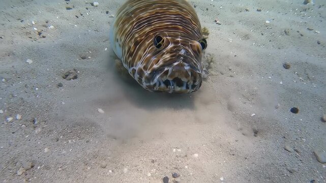 Underwater view of a fish burrowing in sand