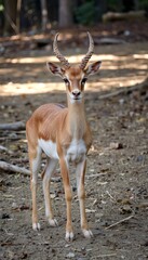 Obraz premium white tailed deer