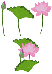 蓮の花と蕾と葉のイラスト素材