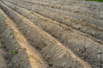Farming land during spring cultivation process