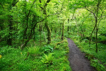 Fototapeta premium spring forest with fresh ferns and charming pathway