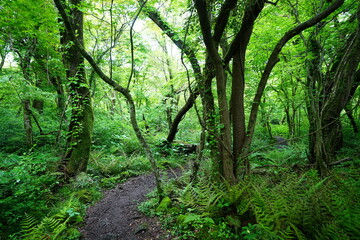 refreshing spring path through old trees