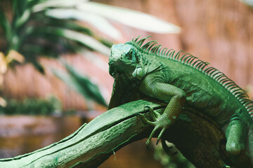 Green reptile relaxing on thick tree branch