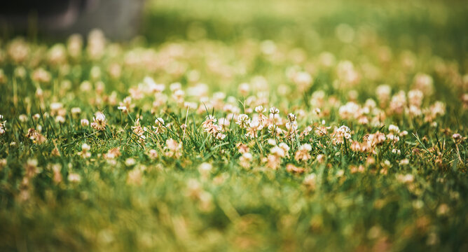 Close-up of white clover flowers in a green meadow - Powered by Adobe