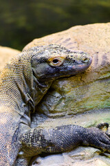 Obraz premium Detailed view of a resting lizard