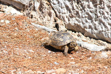 Turtle walking on dry grass. Animal. Turtles have long lifespans. Top view, above. No people,...