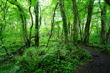 fine spring path through mossy rocks and old trees