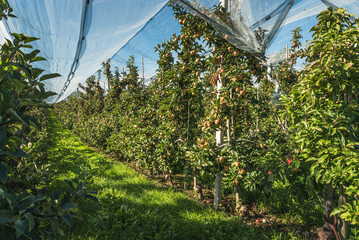 Rows of apple trees with ripe red apples (Malus domestica) in an orchard near Lake Constance,...