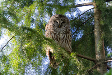 Young great grey owl sitting on the tree and watching in the city park spring time