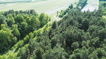 Conifer and mixed woodland in rural nature